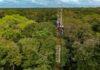 Primeira torre em floresta de várzea da Amazônia vai monitorar emissão de gases de efeito estufa gases