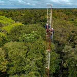 Primeira torre em floresta de várzea da Amazônia vai monitorar emissão de gases de efeito estufa gases