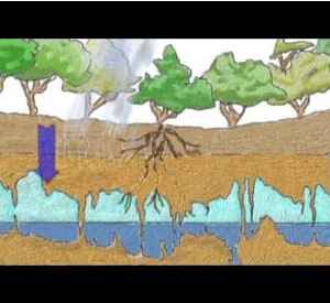 Estudo revela que El Niño intensifica a seca e o risco de incêndios florestais na Amazônia El niño