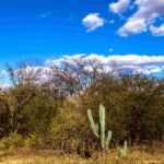 BNDES e Heineken lançam projeto de reflorestamento da caatinga no Ceará com investimento de R$ 10 Milhões reflorestamento