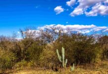 BNDES e Heineken lançam projeto de reflorestamento da caatinga no Ceará com investimento de R$ 10 Milhões reflorestamento