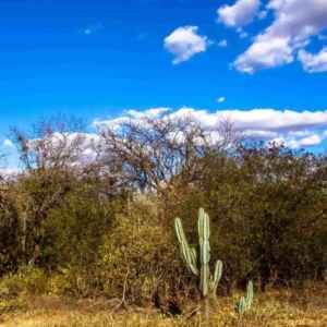 BNDES e Heineken lançam projeto de reflorestamento da caatinga no Ceará com investimento de R$ 10 Milhões reflorestamento