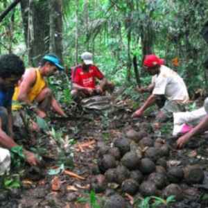 O Futuro da Bioeconomia na Amazônia: Perspectivas para 2025 bioeconomia