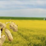 Produção de biodiesel cresce em 20 anos e chega a 77 bilhões de litros biodiesel