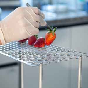 Cientistas criam biofilme comestível de casca de romã que prolonga a conservação de morangos biofilme