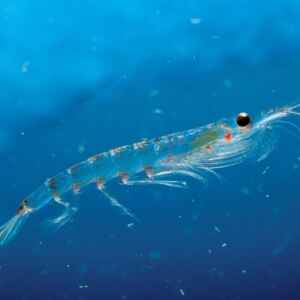 Animais marinhos da Antártida ingerem microplásticos desde 1980, Aponta Pesquisa microplásticos