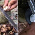 Cadeia produtiva da castanha no Acre: Inferioridade na remuneração e sustentabilidade em relação à borracha castanha