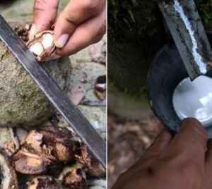 Cadeia produtiva da castanha no Acre: Inferioridade na remuneração e sustentabilidade em relação à borracha castanha