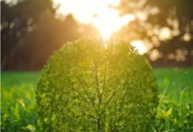 Transformando crise climática em oportunidades crise