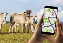 Gado no Pará terá rastreabilidade total até 2026 Davos