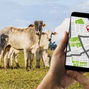 Gado no Pará terá rastreabilidade total até 2026 Davos