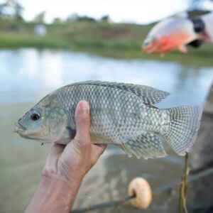 Instituições públicas e privadas unem-se para criar a certificação exclusiva para o filé de tilápia tilápia