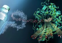 Cientistas brasileiros descobrem bactéria que transforma plástico em bioplástico bactérias