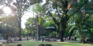 arborização