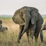 Árvores encolhendo e elefantes sem presas Um elefante africano sem presas no parque nacional da Gorongosa, que sofreu intensa caça ilegal durante a guerra civil de Moçambique. Como os elefantes eram mortos por seu marfim, os genes para presas grandes foram removidos da população e muitos adultos, especialmente fêmeas como esta, agora não têm presas
