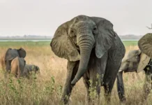 Um elefante africano sem presas no parque nacional da Gorongosa, que sofreu intensa caça ilegal durante a guerra civil de Moçambique. Como os elefantes eram mortos por seu marfim, os genes para presas grandes foram removidos da população e muitos adultos, especialmente fêmeas como esta, agora não têm presas