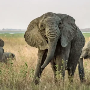 Árvores encolhendo e elefantes sem presas Um elefante africano sem presas no parque nacional da Gorongosa, que sofreu intensa caça ilegal durante a guerra civil de Moçambique. Como os elefantes eram mortos por seu marfim, os genes para presas grandes foram removidos da população e muitos adultos, especialmente fêmeas como esta, agora não têm presas