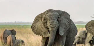 Um elefante africano sem presas no parque nacional da Gorongosa, que sofreu intensa caça ilegal durante a guerra civil de Moçambique. Como os elefantes eram mortos por seu marfim, os genes para presas grandes foram removidos da população e muitos adultos, especialmente fêmeas como esta, agora não têm presas