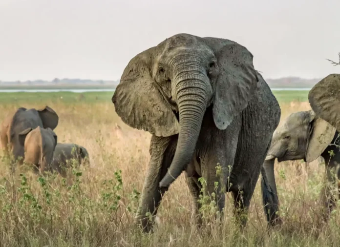 Um elefante africano sem presas no parque nacional da Gorongosa, que sofreu intensa caça ilegal durante a guerra civil de Moçambique. Como os elefantes eram mortos por seu marfim, os genes para presas grandes foram removidos da população e muitos adultos, especialmente fêmeas como esta, agora não têm presas