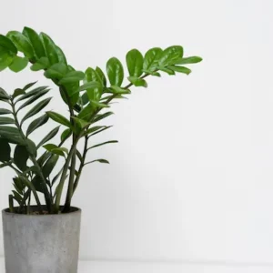 Por que a Zamioculca é chamada de “planta da fortuna” e os cuidados no seu cultivo Zamioculca planta da fortuna