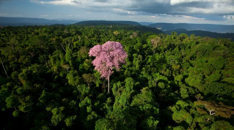 arvores amazonia gigantes