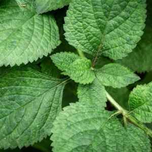 Conheça a perigosa gympie-gympie, a planta mais venenosa do mundo gympie-gympie, a planta mais venenosa do mundo