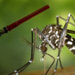 Ressurgimento do sorotipo 3 da dengue pode intensificar surtos da doença no Brasil sorotipo
