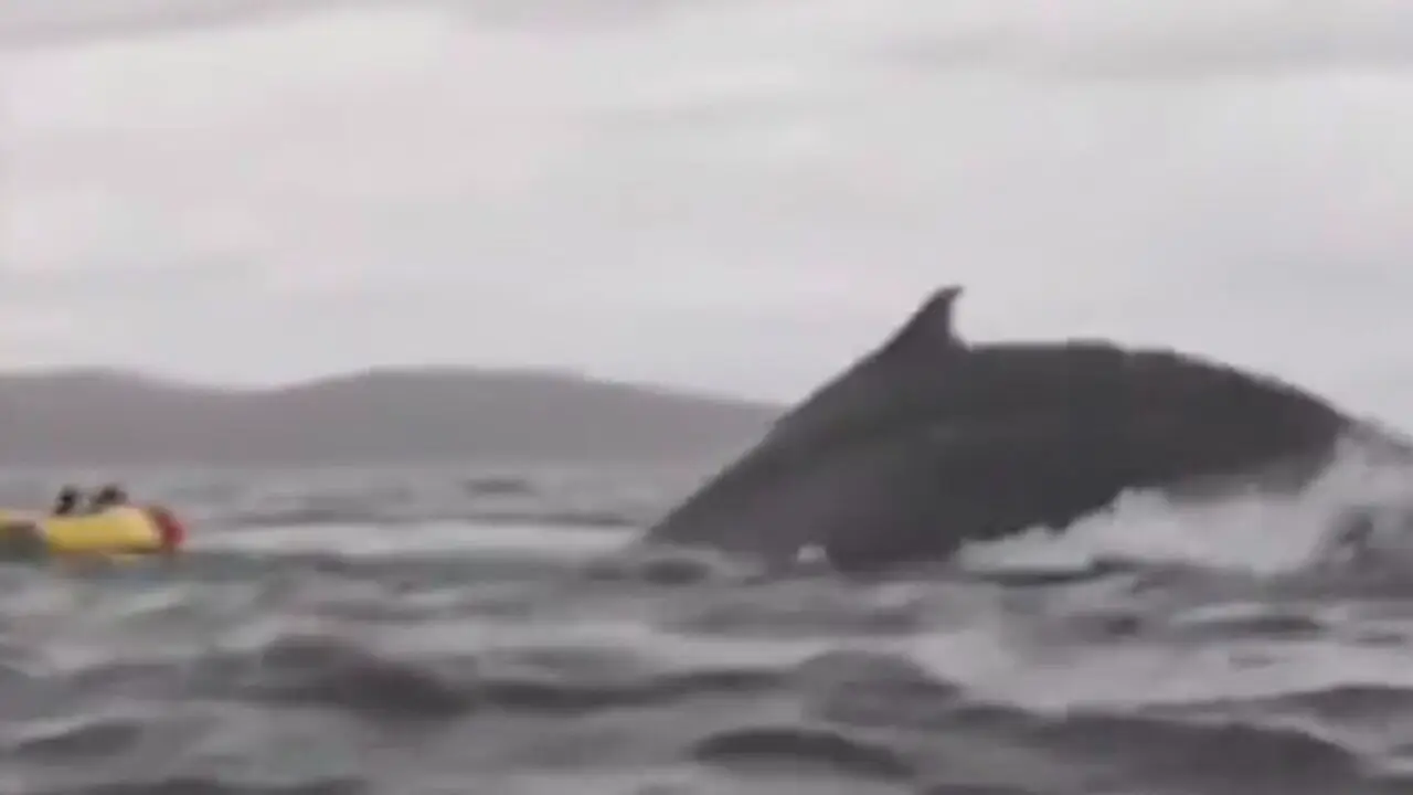 1377188304-o-momento-do-incidente-do-chile-scaled-1 Baleia-jubarte "engole" homem no Chile, um alerta para o equilíbrio marinho - veja o vídeo