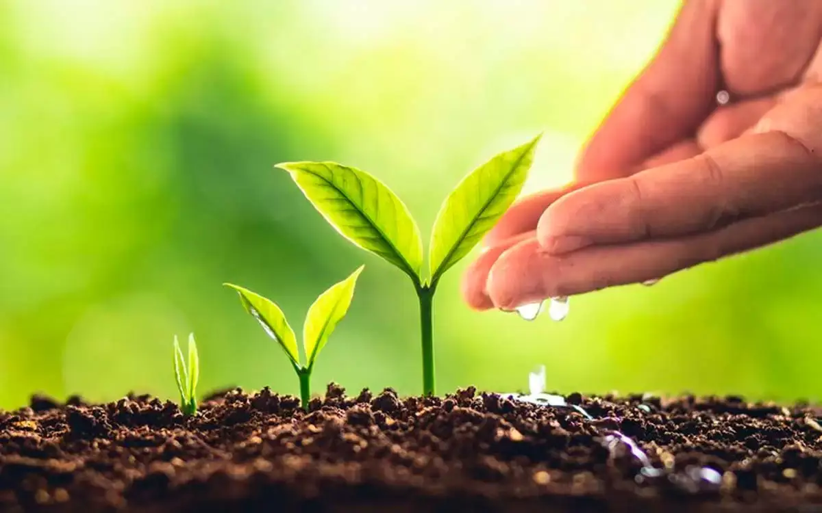 537992 Capacidade de absorção de CO2 pelas plantas diminui com o aquecimento global, alertam estudos