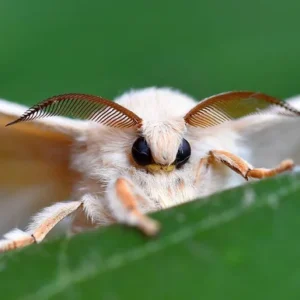 Os 7 insetos mais estranhos da fauna brasileira 7 insetos mais estranhos da fauna brasileira