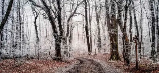 A equipe descobriu mais de 30 rvores mortas bem preservadas a 10.140 p s no Planalto Beartooth fornecendo um