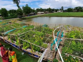 Alavancas transformadoras. Cultivo flutuante de bancos de ...