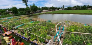 Alavancas transformadoras. Cultivo flutuante de bancos de ...