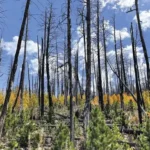 As árvores podem precisar da nossa ajuda para sobreviver às alterações climáticas