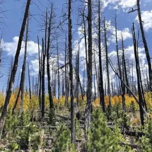 As árvores podem precisar da nossa ajuda para sobreviver às alterações climáticas