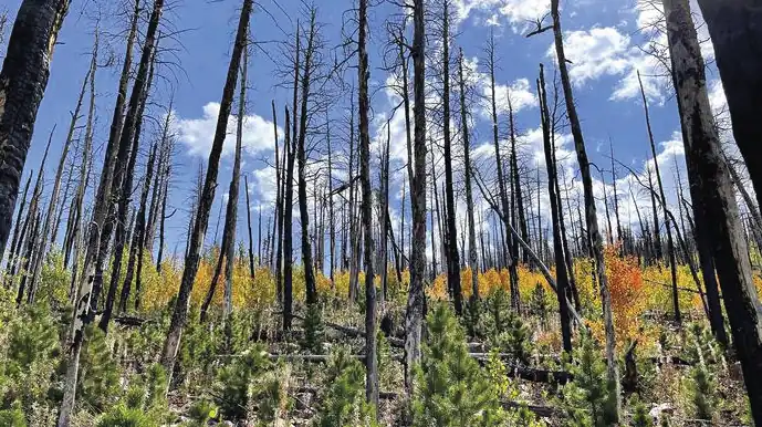 As árvores podem precisar da nossa ajuda para sobreviver às alterações climáticas 6 Alguns anos ap s o inc ndio de High Park em 2012 ter queimado o bosque de