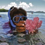 Comércio global de vida selvagem