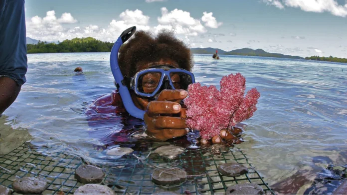 Amostras_de_corais_sendo_coletadas_para_exporta__o_nas_Ilhas_Salom_o