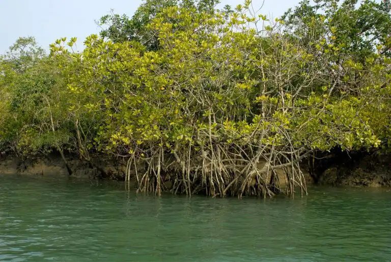 Ao ligar e construir solo, os manguezais, frequentemente chamados de “florestas costeiras”, ajudam a reduzir a erosão e a acompanhar o aumento do nível do mar. Sua notável tolerância ao calor aumenta ainda mais sua capacidade de suportar os crescentes impactos das mudanças climáticas