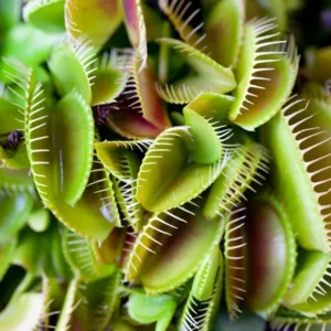 Armadilha de Vênus: 8 cuidados essenciais para mantê-la como elemento decorativo Armadilha de Vênus