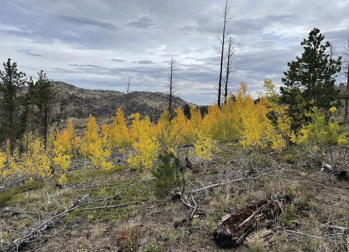As_Florestas_Nacionais_Arapaho_e_Roosevelt_mostram_uma_regenera__o_irregular_de_ As árvores podem precisar da nossa ajuda para sobreviver às alterações climáticas