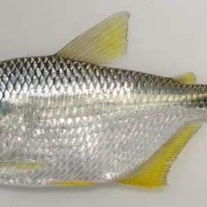 Estudo revela que substância química presente em cosméticos causa danos graves a peixe nativo cosméticos