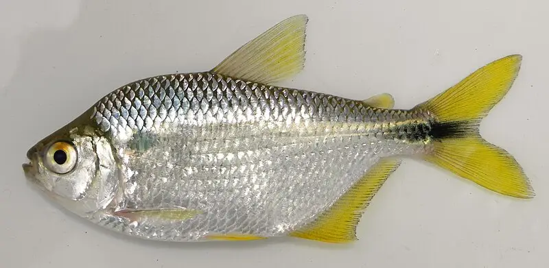 Estudo revela que substância química presente em cosméticos causa danos graves a peixe nativo 5 cosméticos