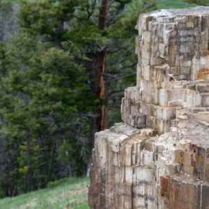 Floresta antiga, intocada e congelada floresta