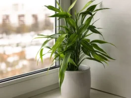 Como fazer mudas de Bambu da Sorte de maneira segura e eficiente