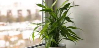 Como fazer mudas de Bambu da Sorte de maneira segura e eficiente