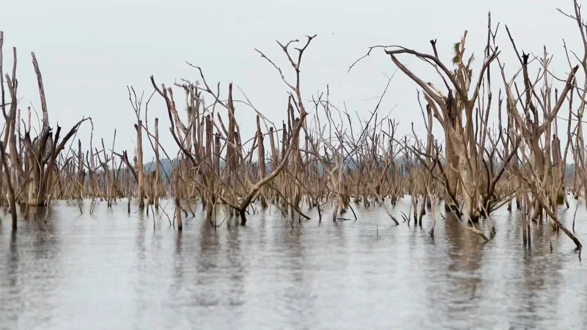 BeloMonte capa