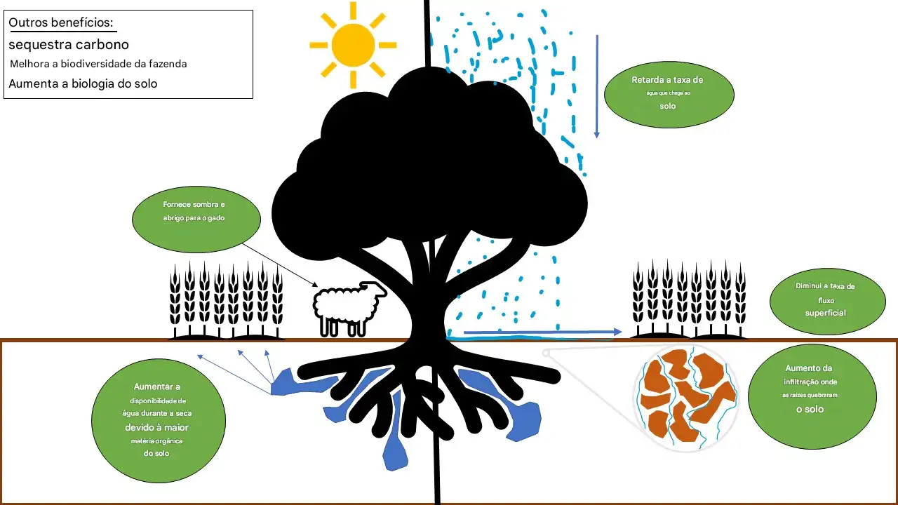 Beneficios da agrofloresta estrategica para mitigar a seca e as cheias copiar