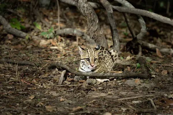Cobras-brasileiras-Conheca-os-4-predadores-naturais-que-estao-sempre-a-espreita-1 Cobras brasileiras: Conheça os 4 predadores naturais que estão sempre à espreita