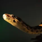 Cobras brasileiras: Conheça os 4 predadores naturais que estão sempre à espreita Cobras brasileiras Conheça os 4 predadores naturais que estão sempre à espreita